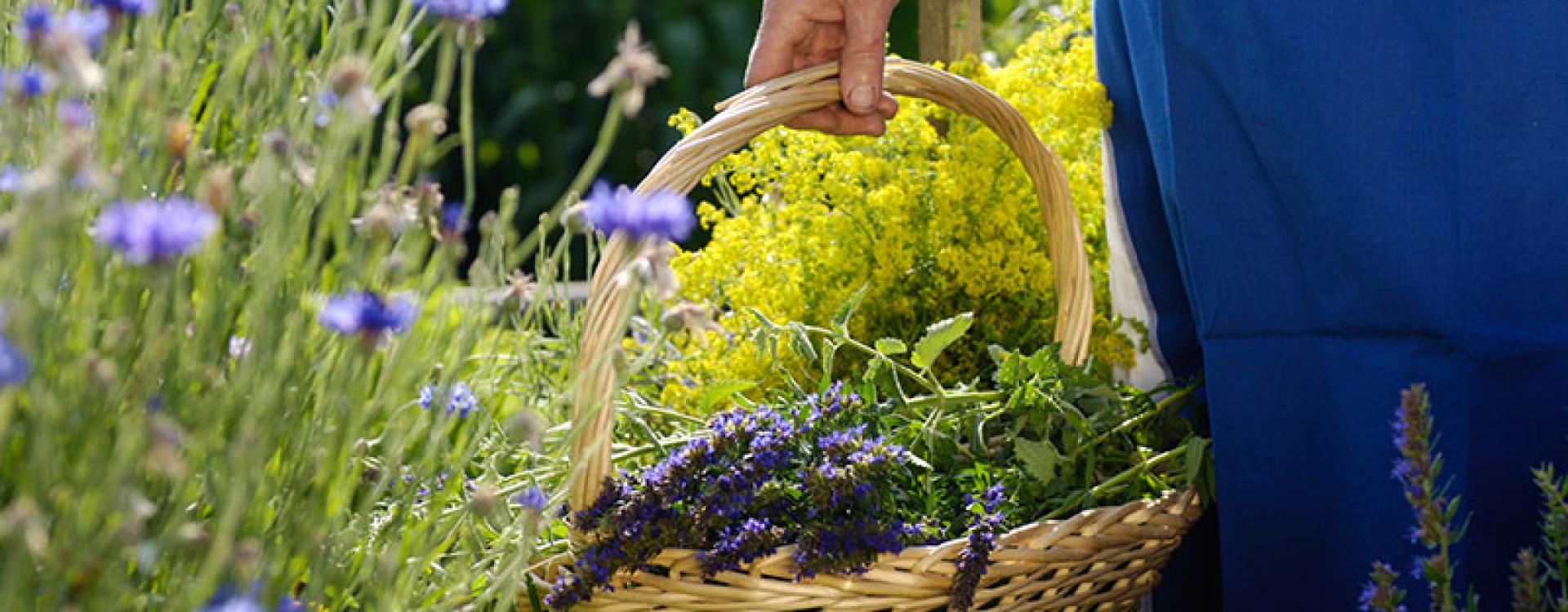 South Tyrolean mountain herbs